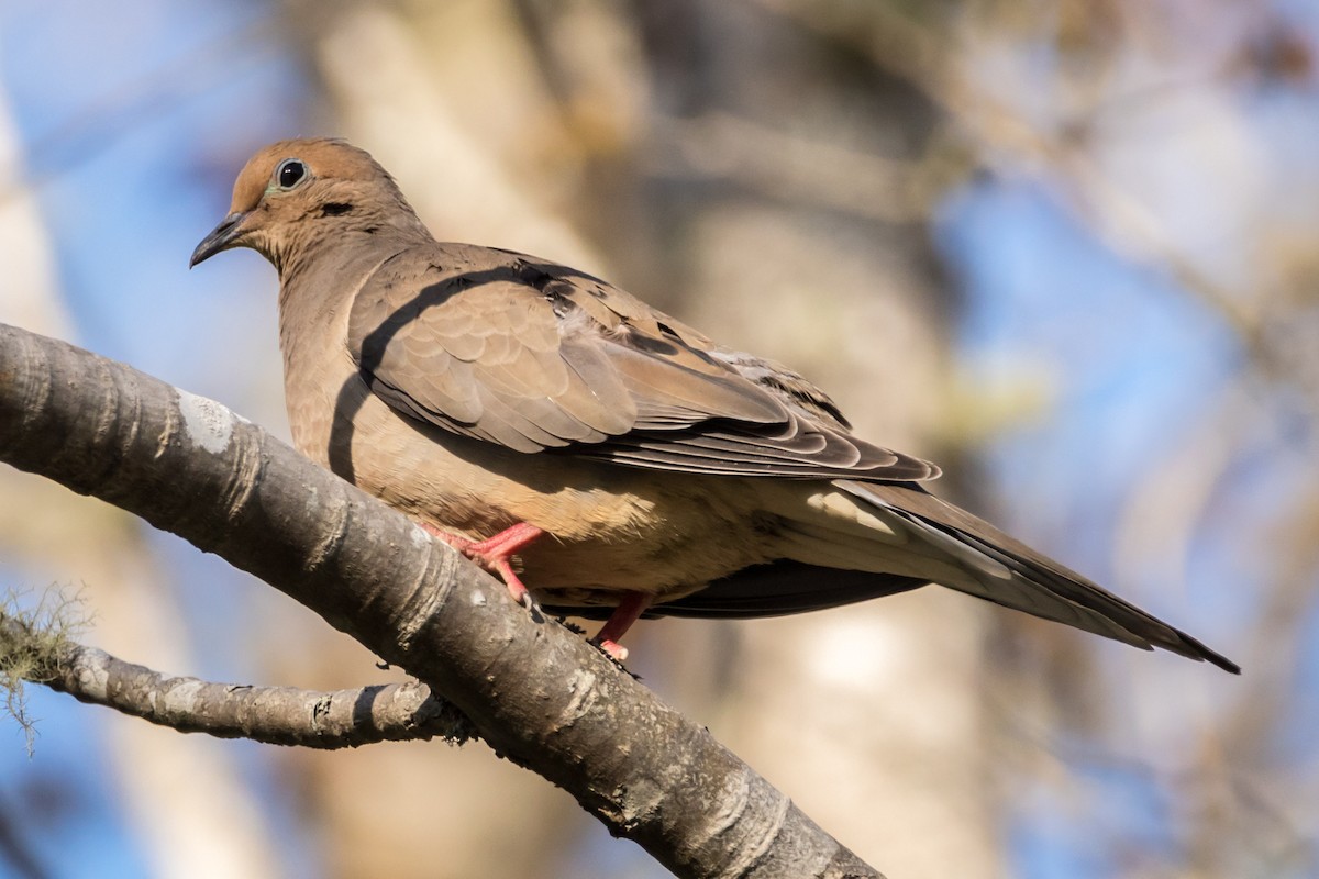 Mourning Dove - Edward  Muennich