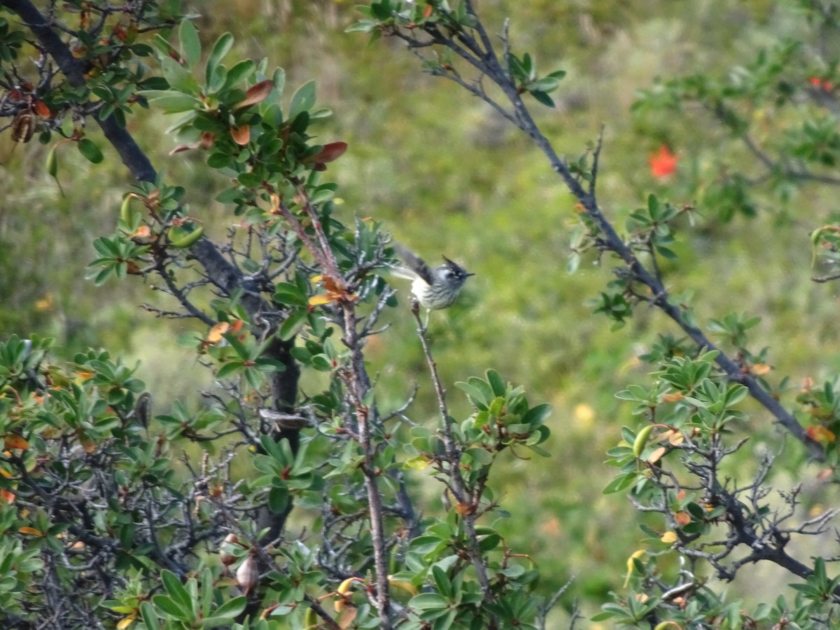 Taurillon mésange - ML451687841