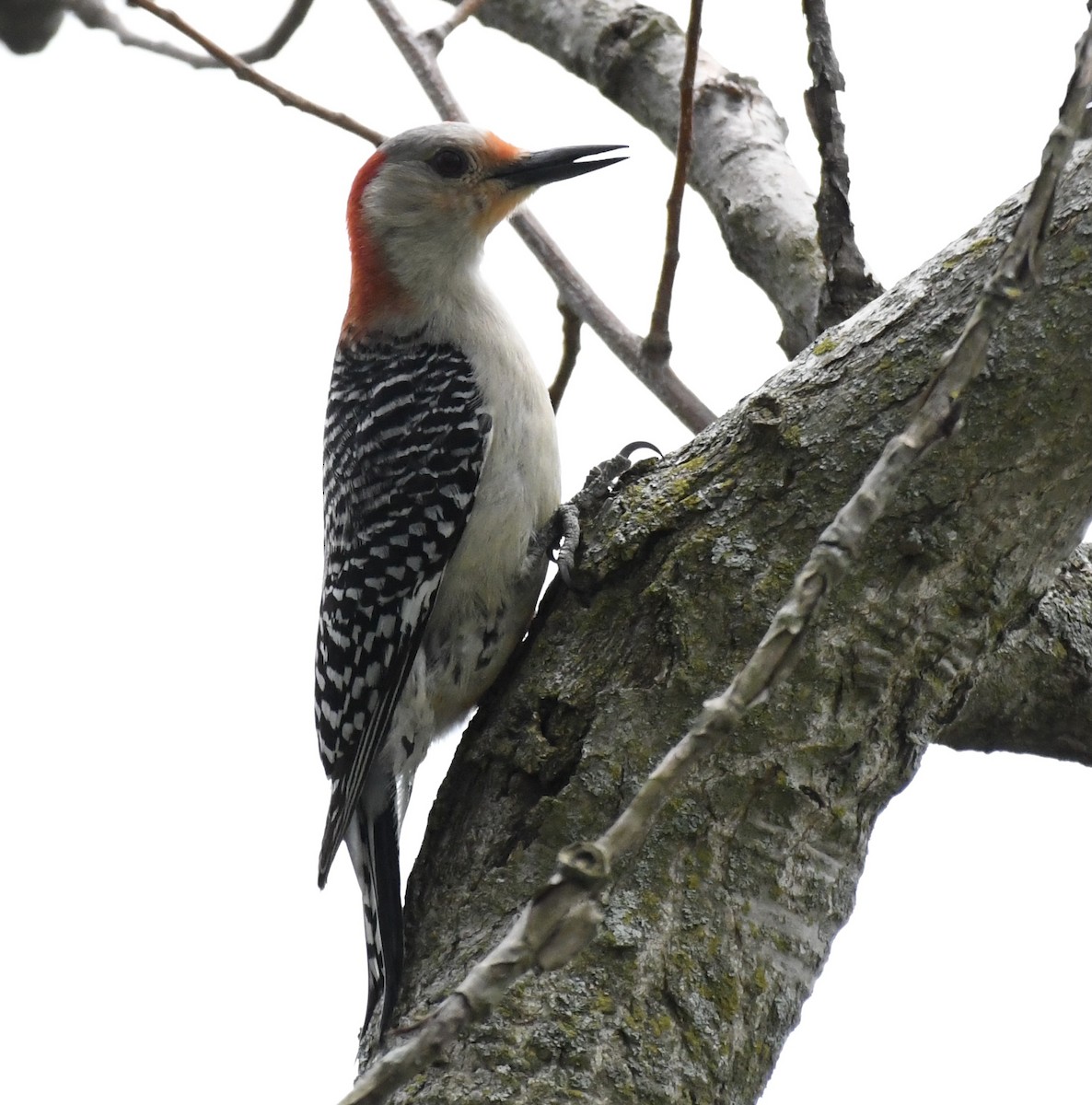 Red-bellied Woodpecker - ML451688131
