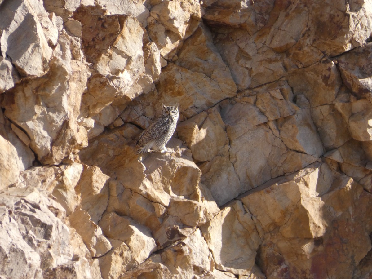 Great Horned Owl - ML451689291