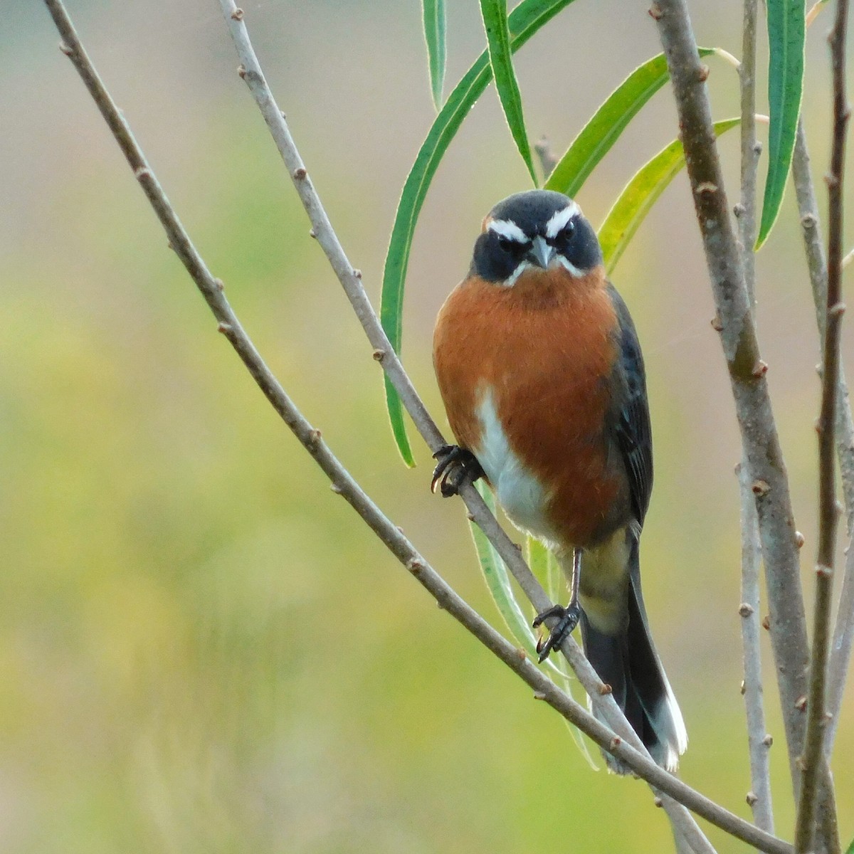 Black-and-rufous Warbling Finch - Pablo Bruni