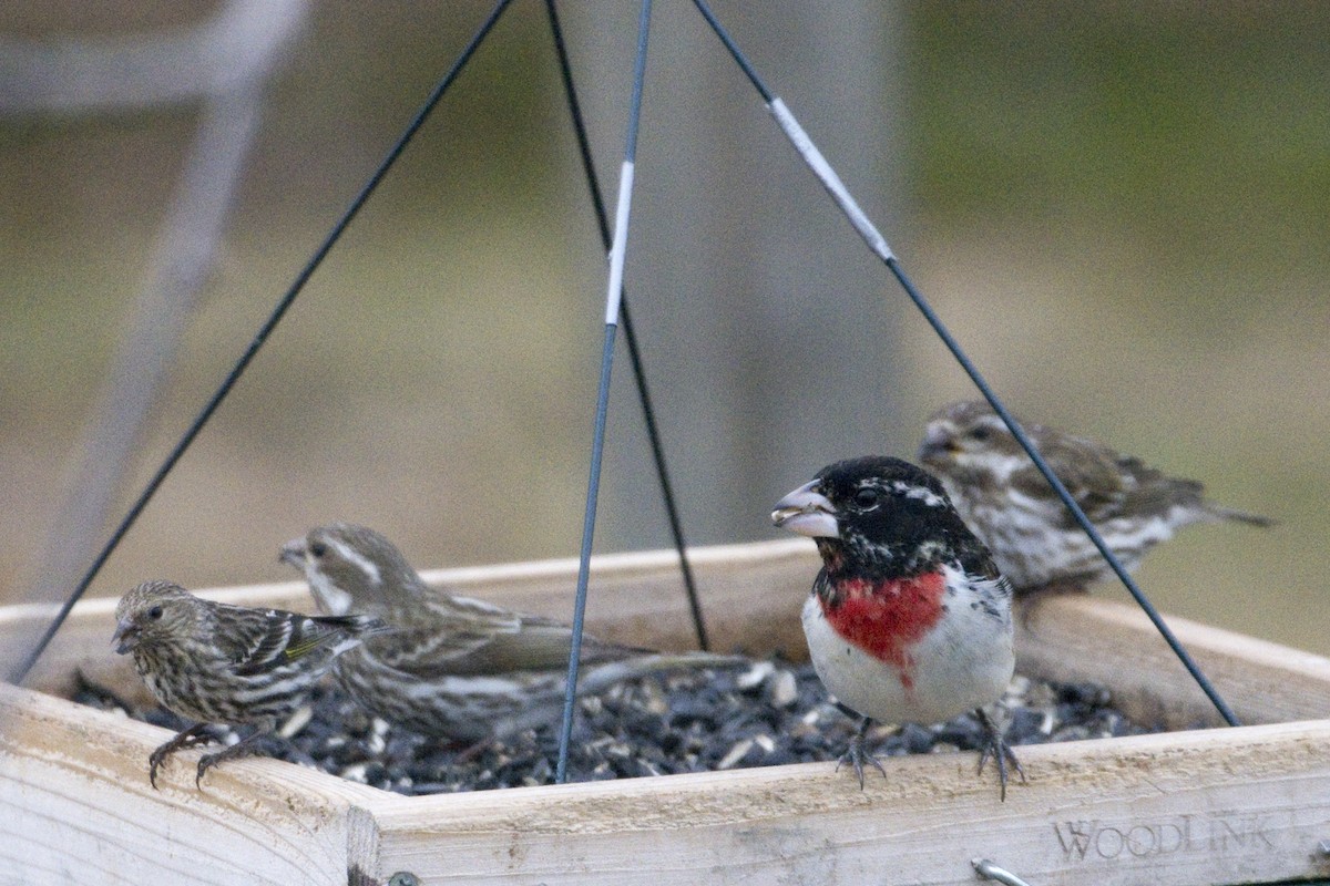 Rose-breasted Grosbeak - ML451690671
