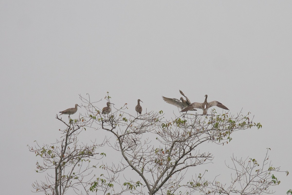 Whimbrel (Siberian) - ML45169081