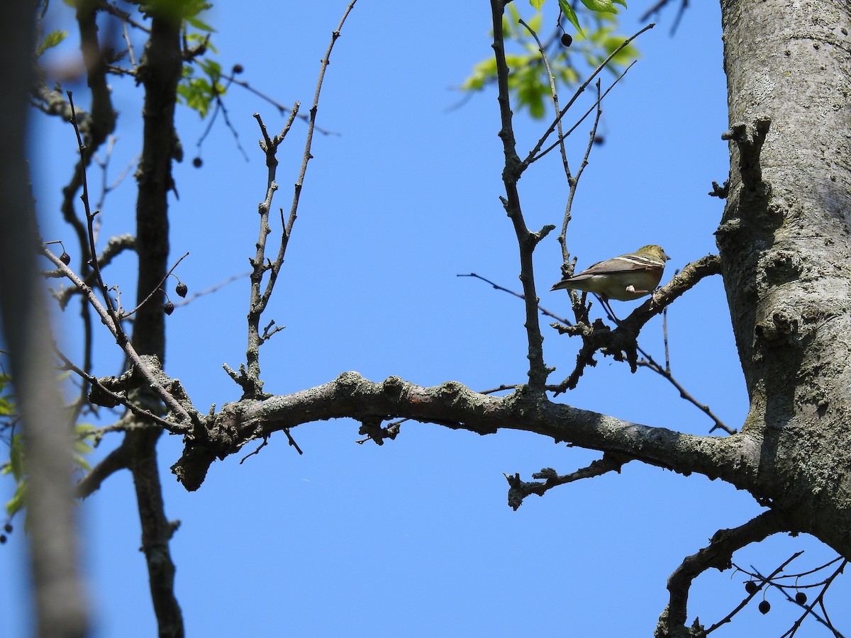 Alder Flycatcher - Dede Kotler