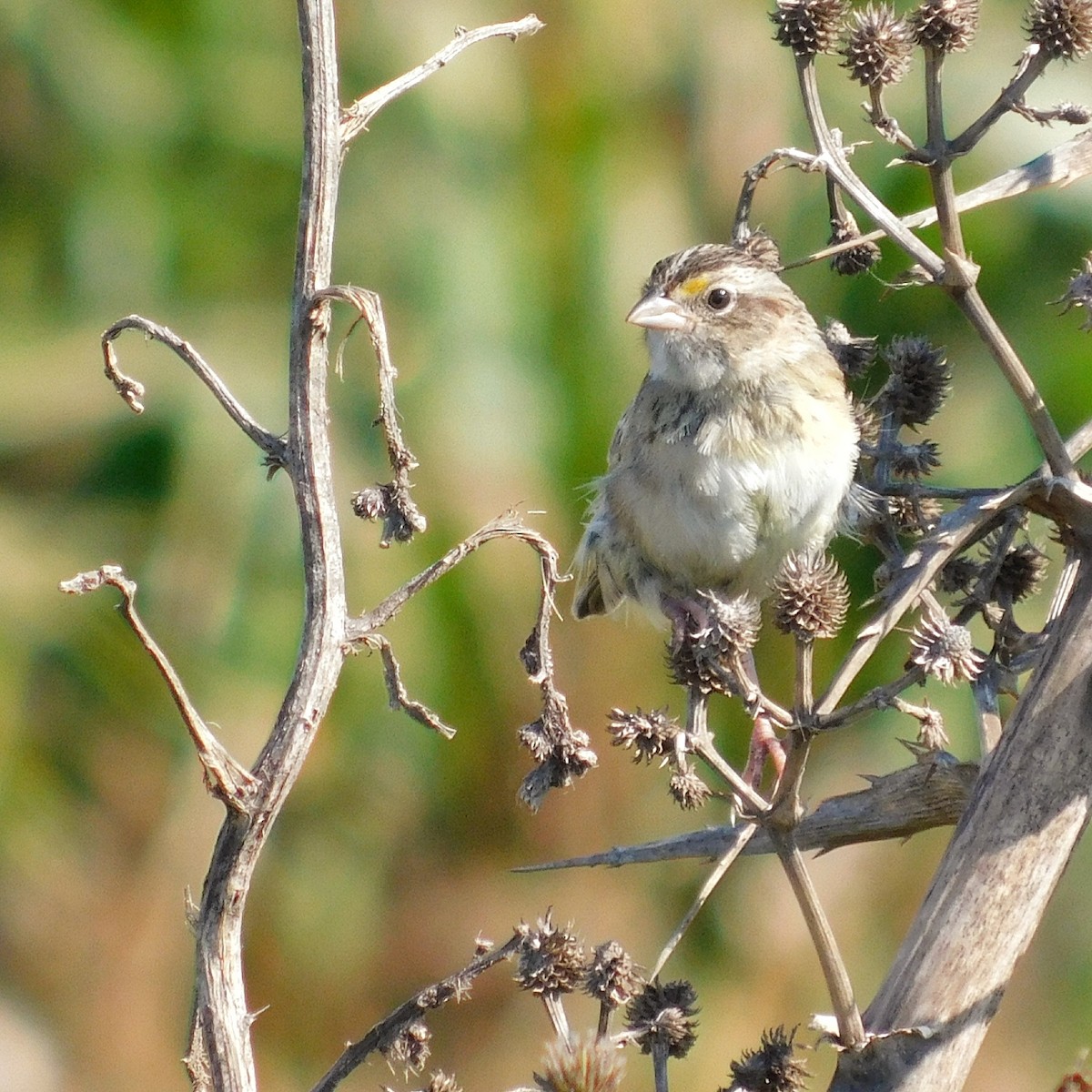 Grassland Sparrow - ML451691691