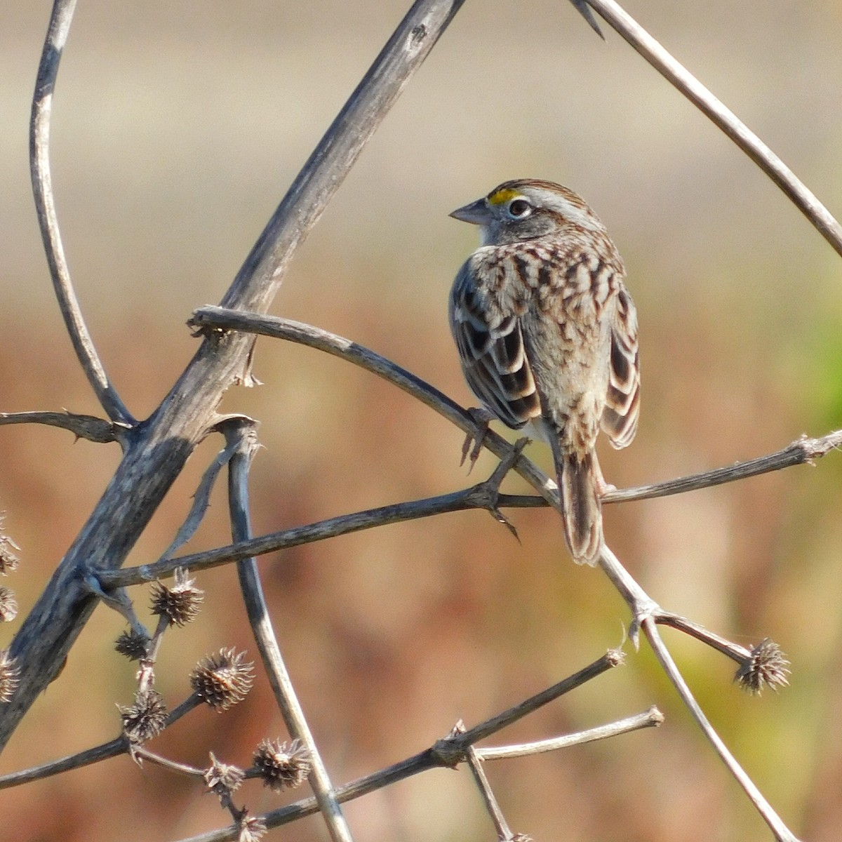 Grassland Sparrow - ML451691701