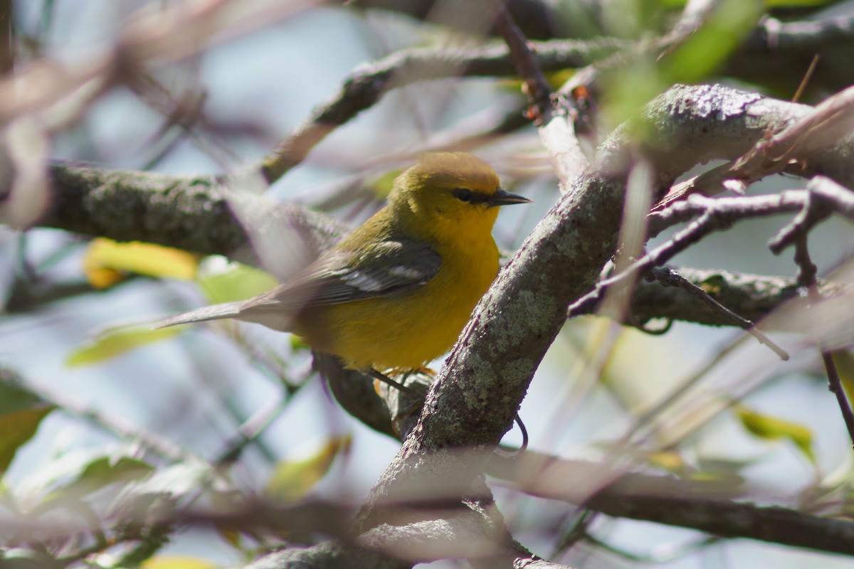 Blue-winged Warbler - Ivan Wiljanen