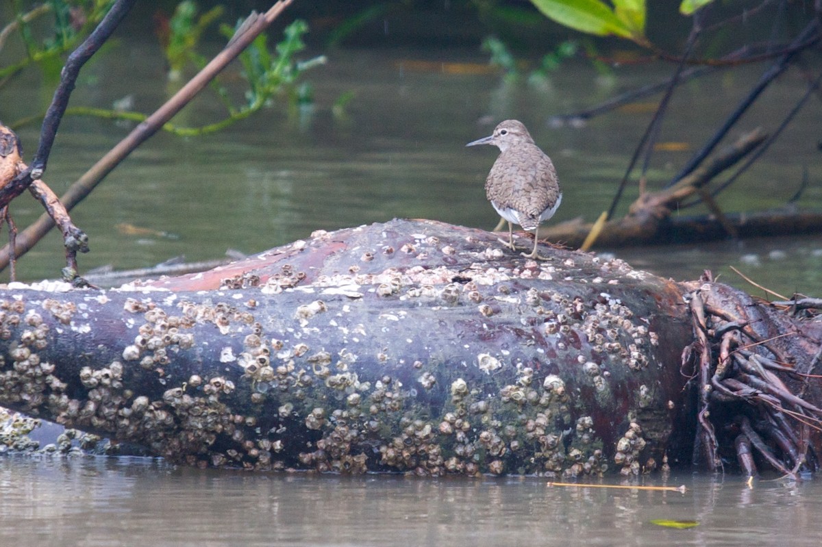 Common Sandpiper - ML45169281