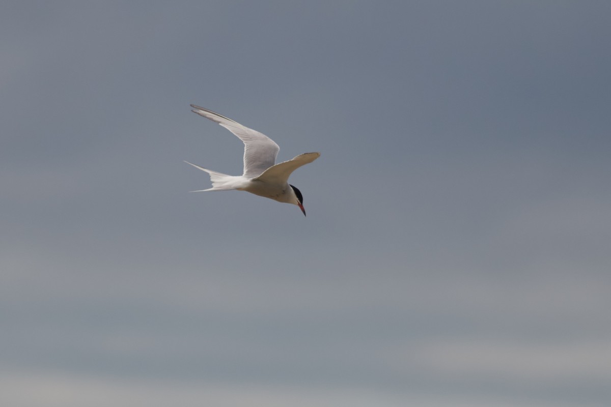 Common Tern - Ivan Wiljanen