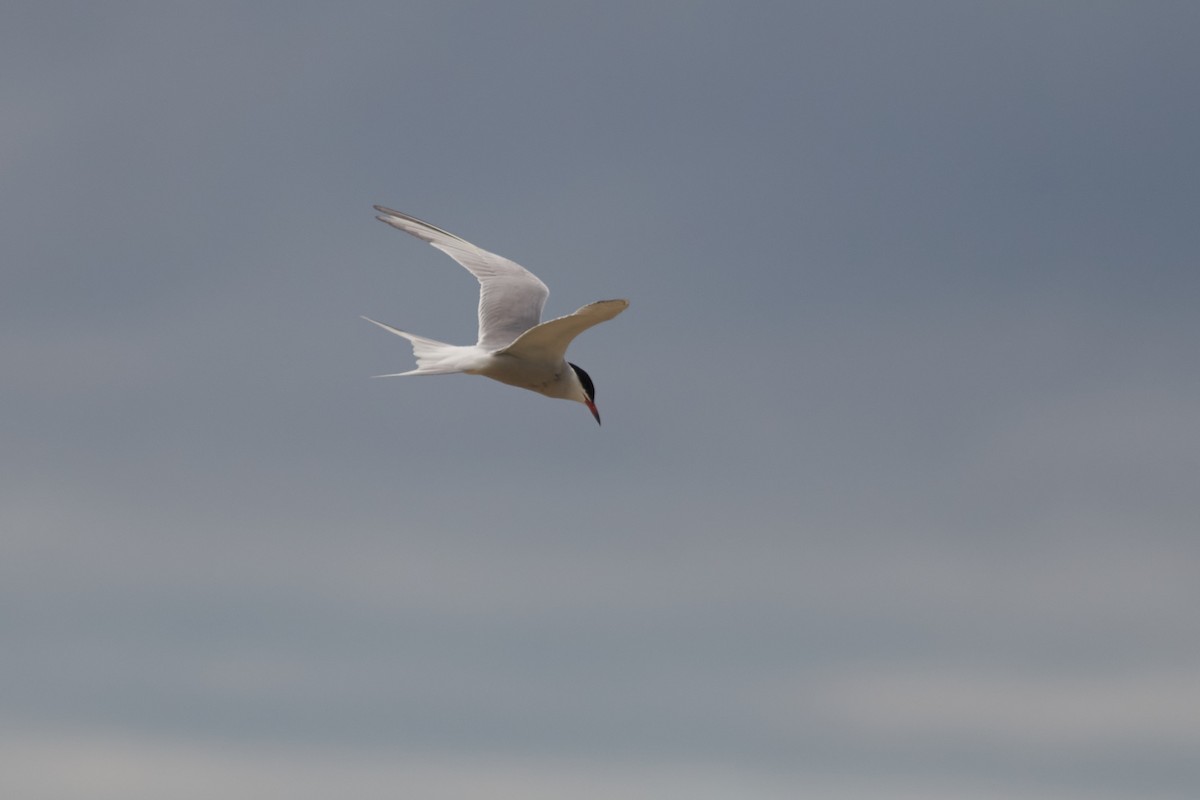 Common Tern - Ivan Wiljanen