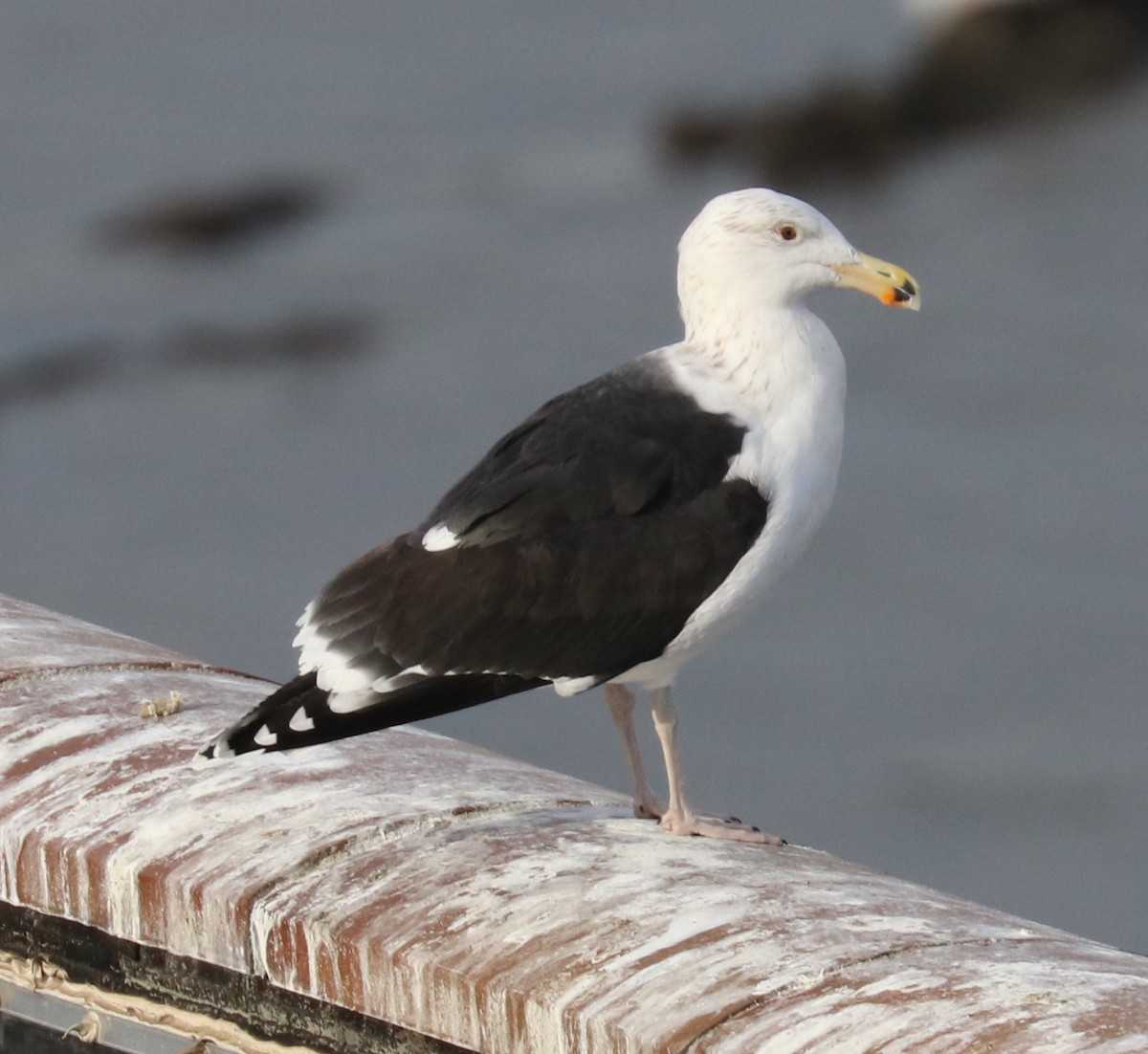 Great Black-backed Gull - ML45169421