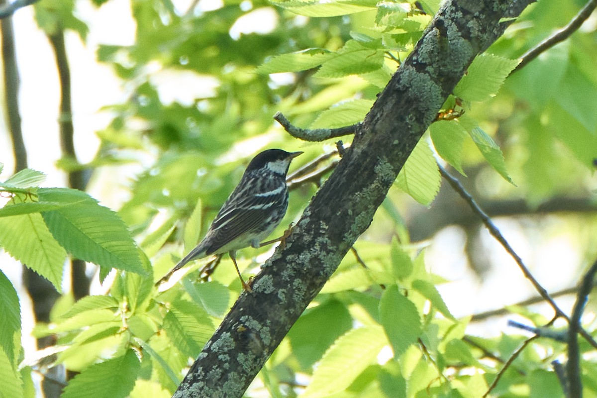 Blackpoll Warbler - ML451696441
