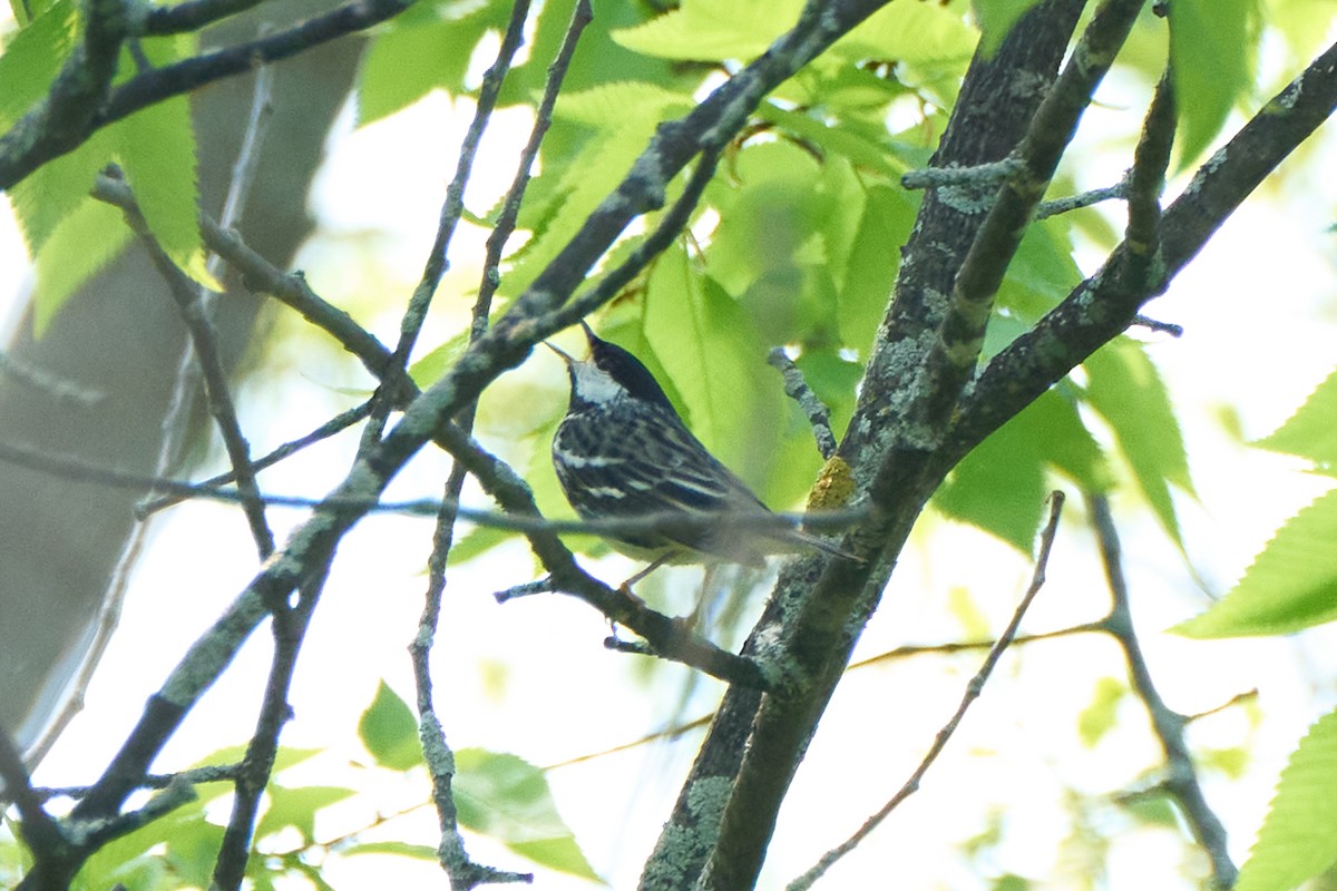 Blackpoll Warbler - ML451696451