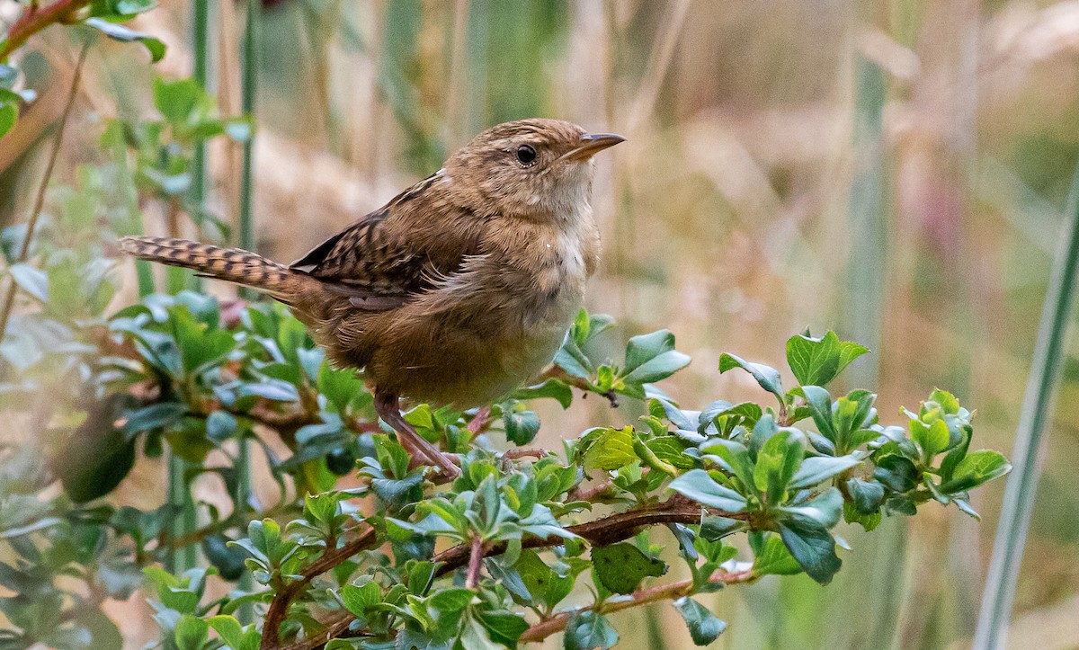 Grass Wren - David Monroy Rengifo