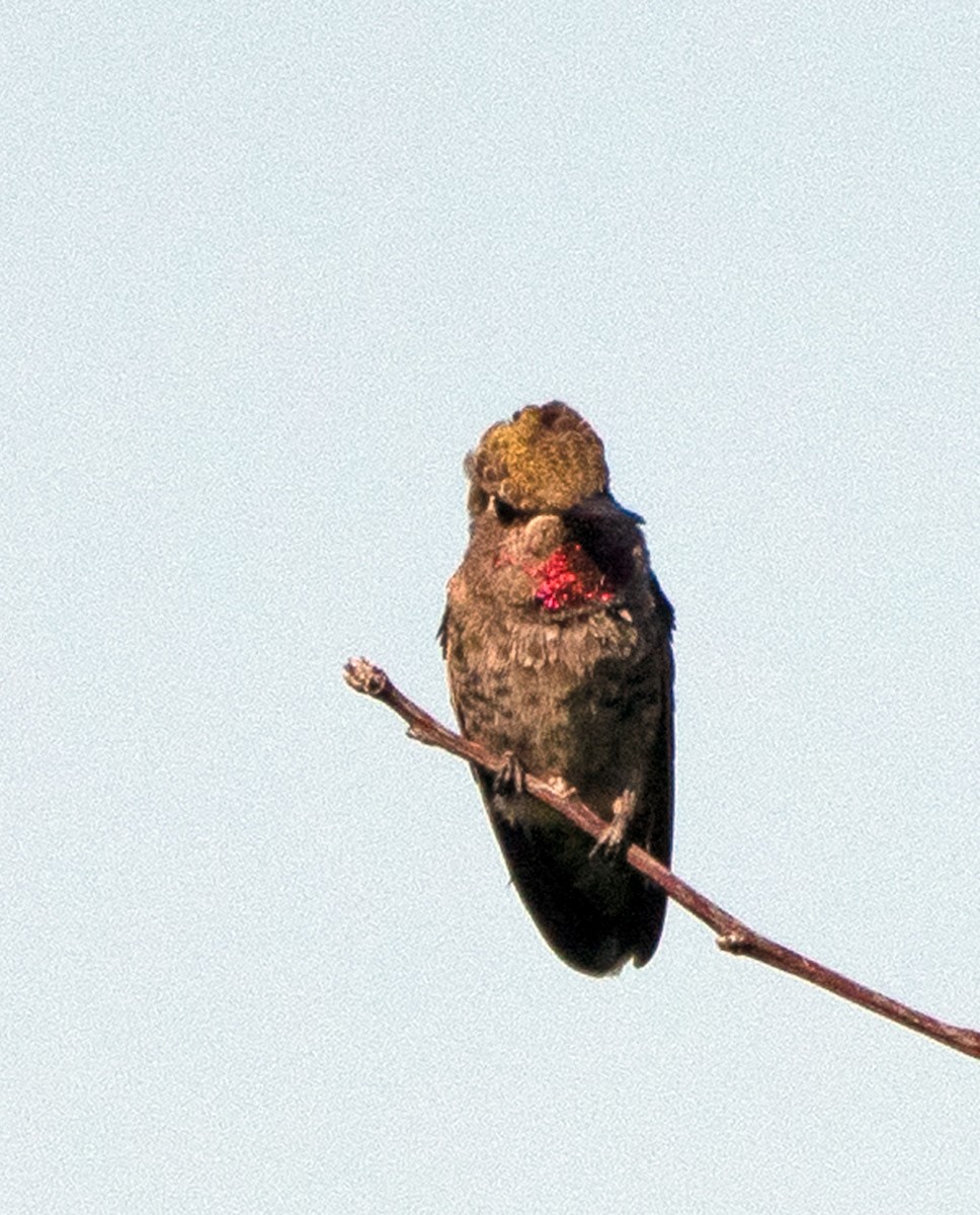 rødkolibri - ML451697401