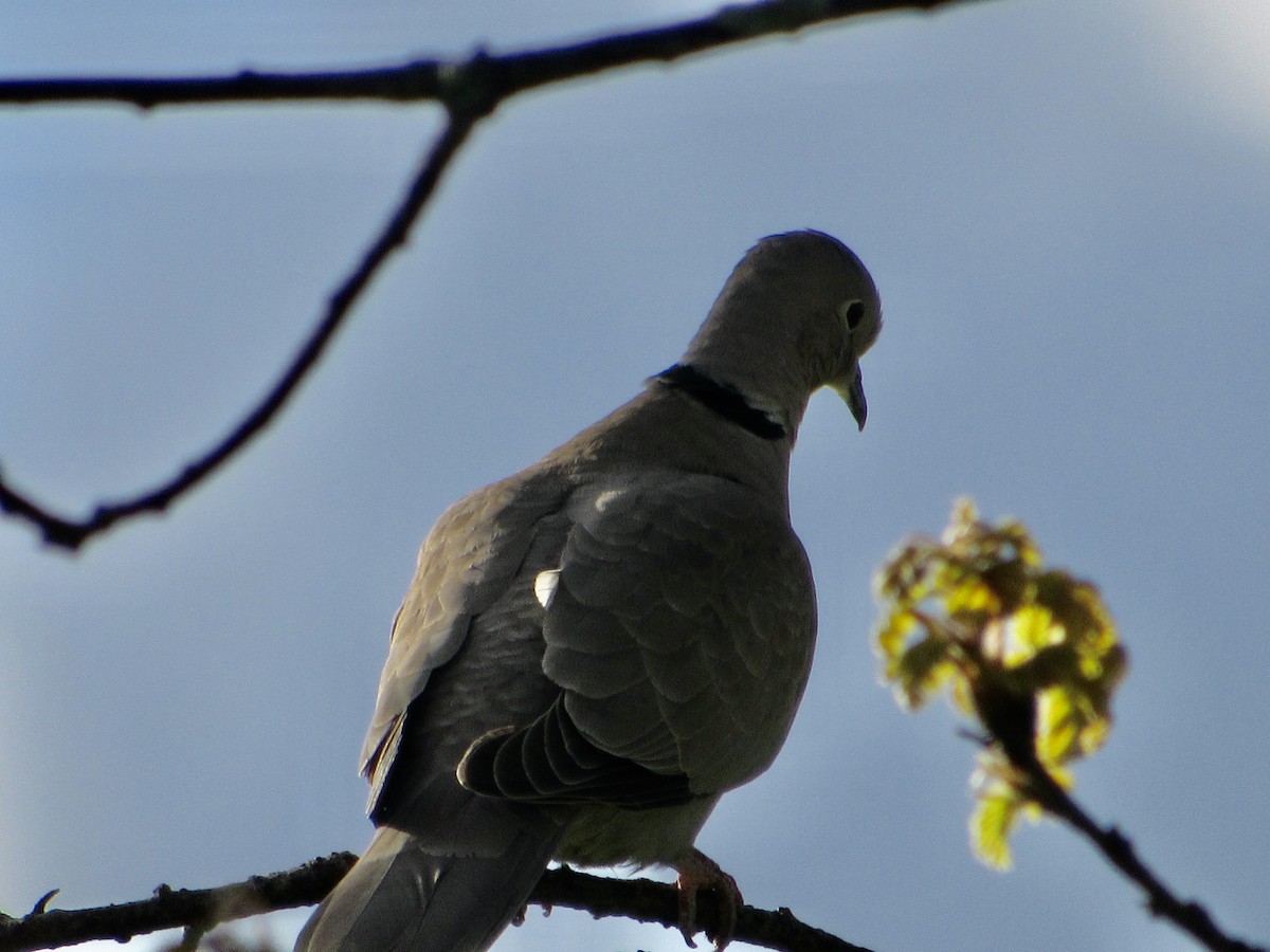 Eurasian Collared-Dove - ML451697671