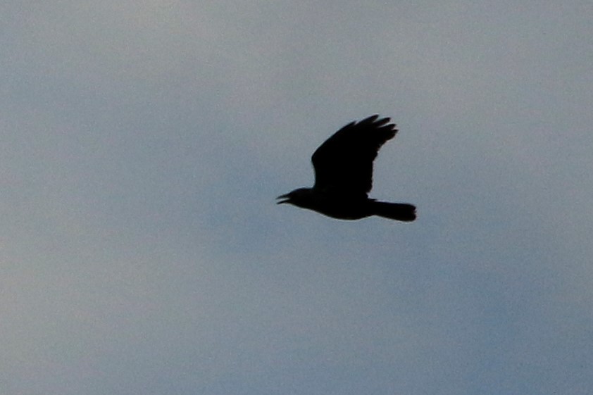 American Crow - ML451699431