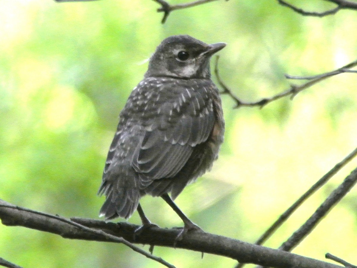 American Robin - ML451700311