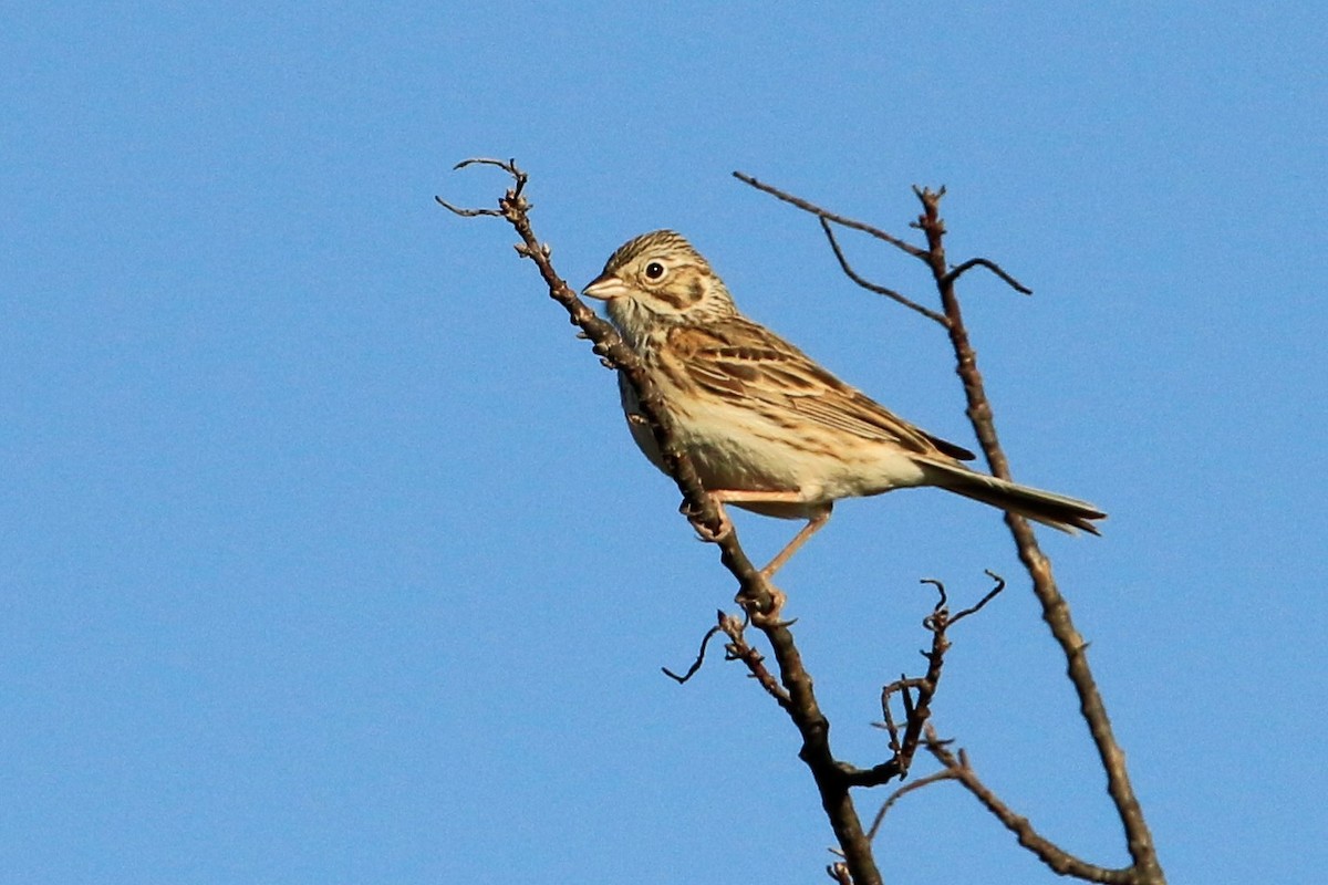 Vesper Sparrow - ML451702251