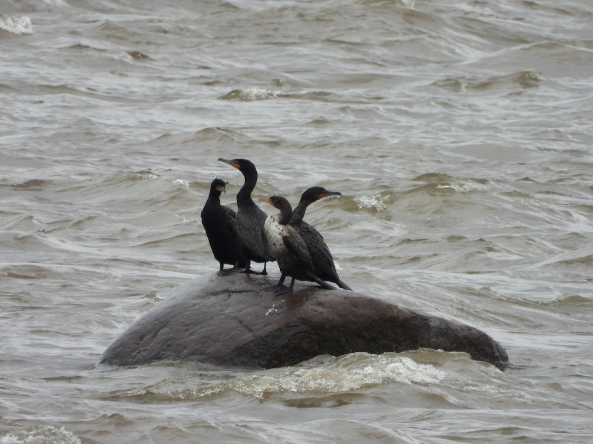 Double-crested Cormorant - ML451702401