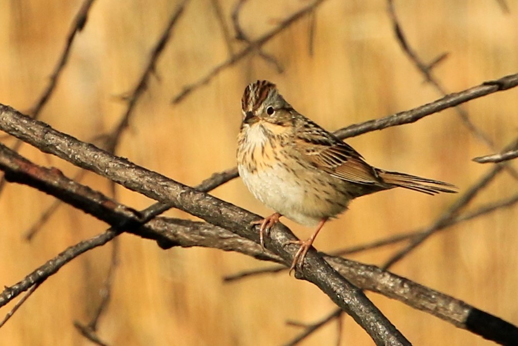 Lincoln's Sparrow - Janice Miller