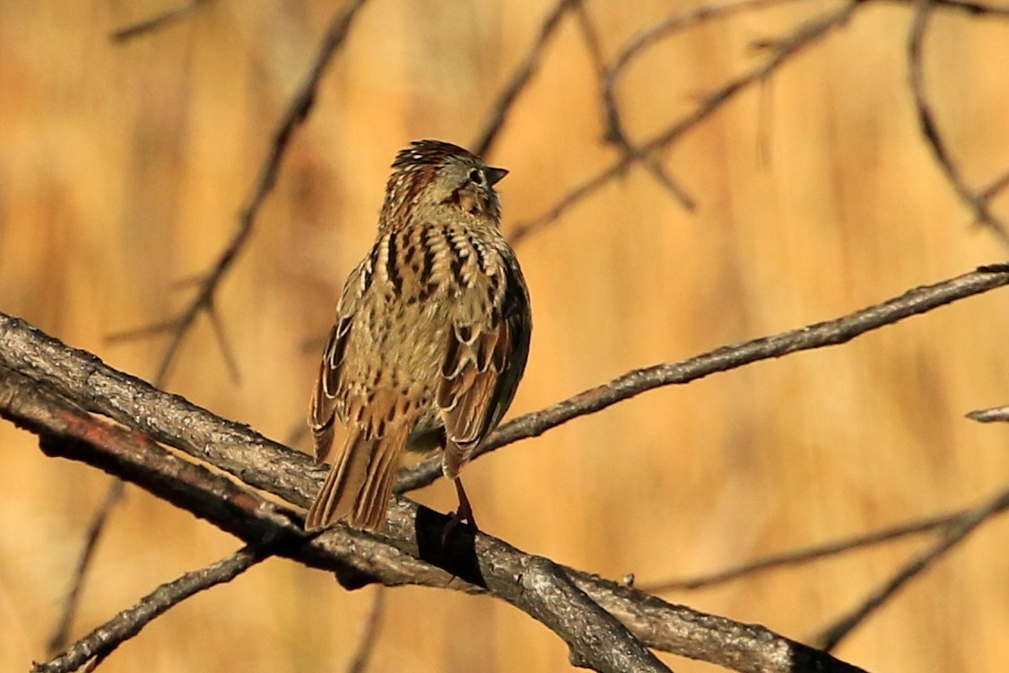 Lincoln's Sparrow - ML451702891