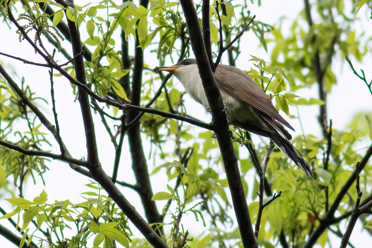 Yellow-billed Cuckoo - ML451703161