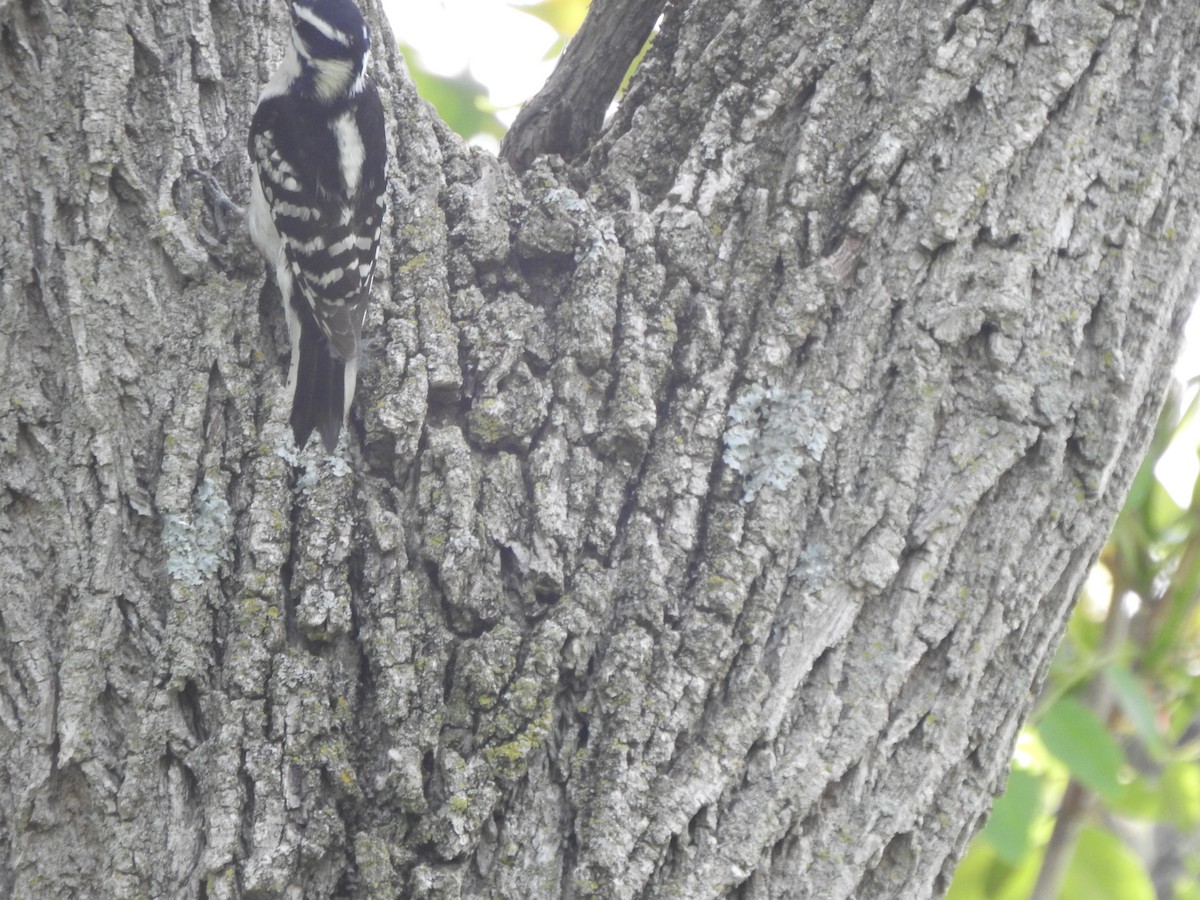 Downy Woodpecker - ML451704011