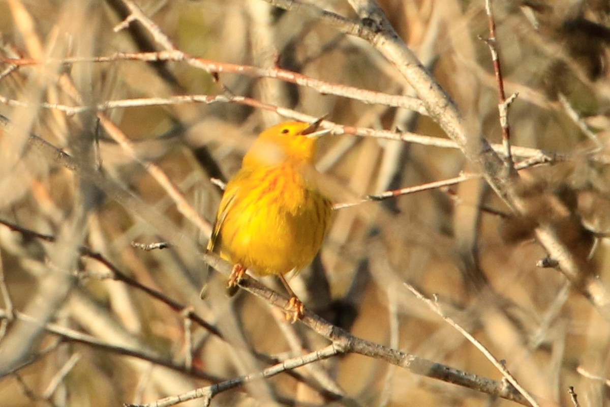 Yellow Warbler - ML451704021