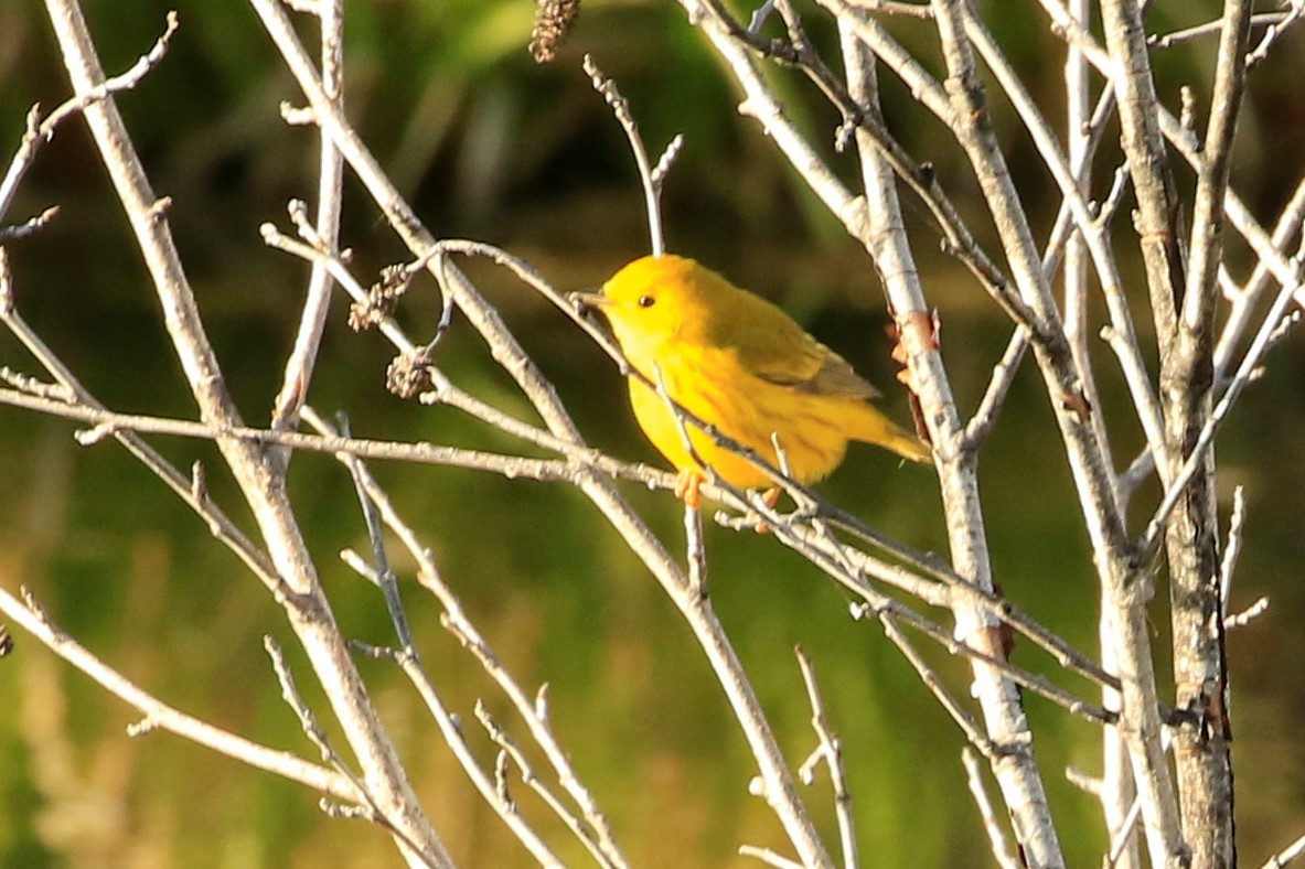 Yellow Warbler - ML451704051