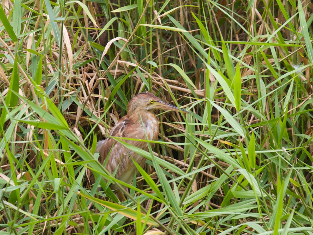 Yellow Bittern - ML45170491