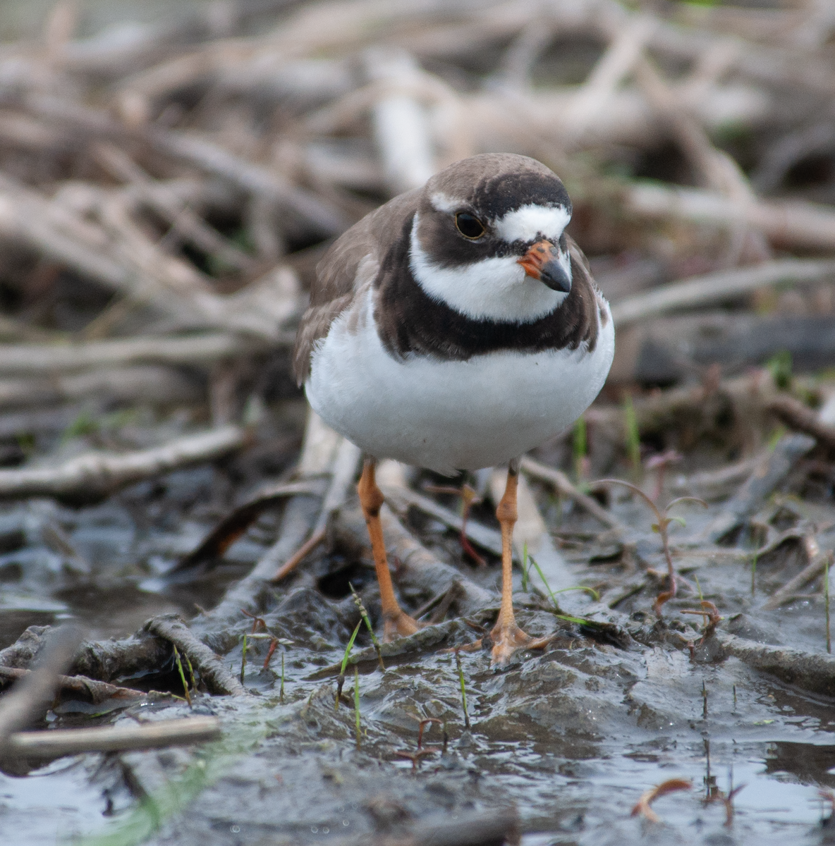 Semipalmated Plover - ML451705101
