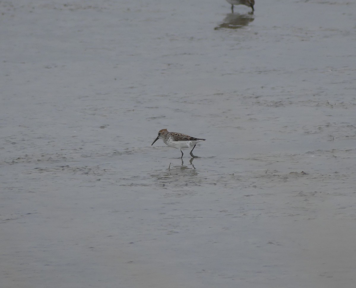 Western Sandpiper - ML451706511