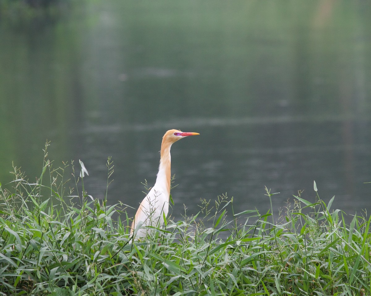 Eastern Cattle Egret - ML45170691