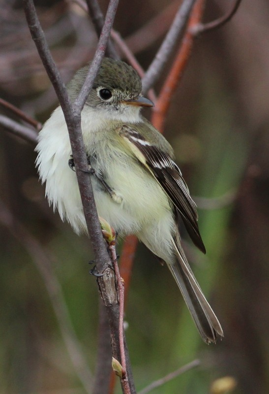 Least Flycatcher - ML45170801