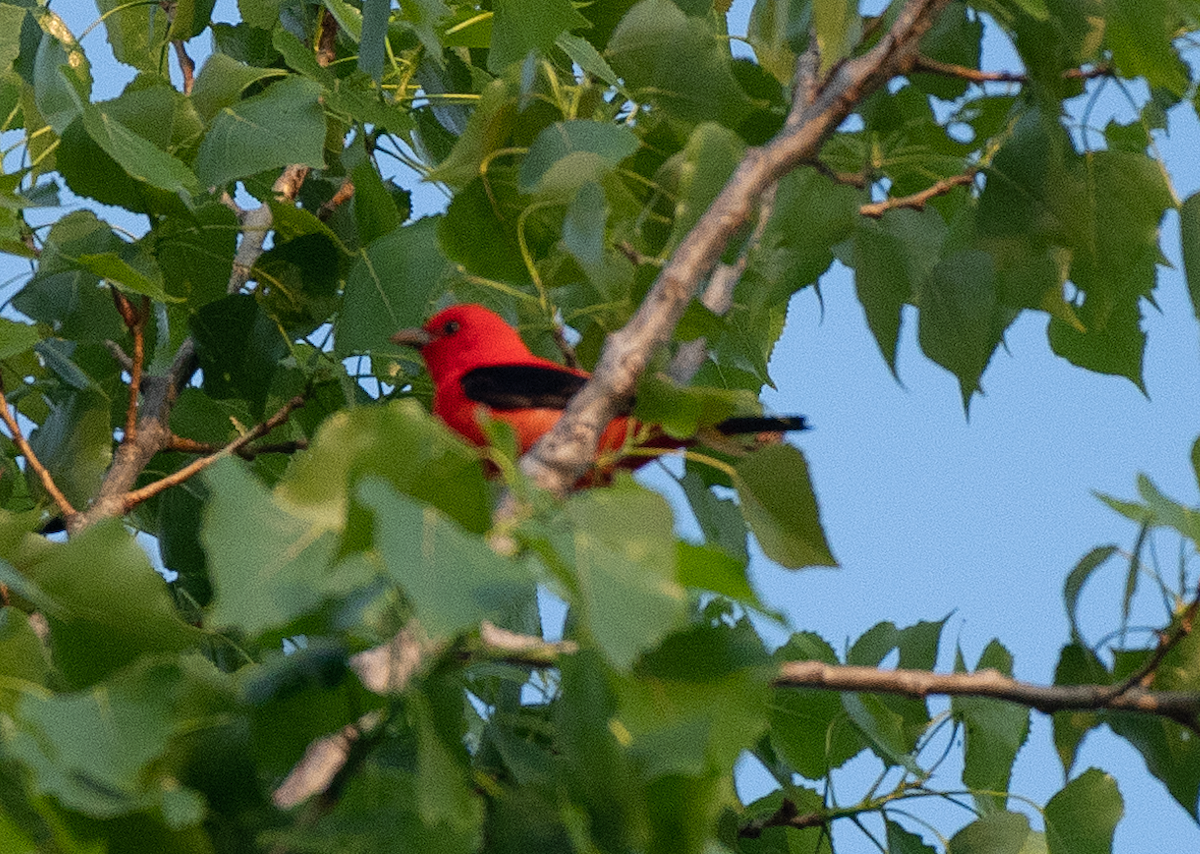 Scarlet Tanager - ML451708051
