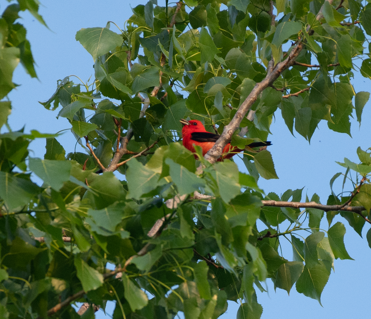 Scarlet Tanager - ML451708141