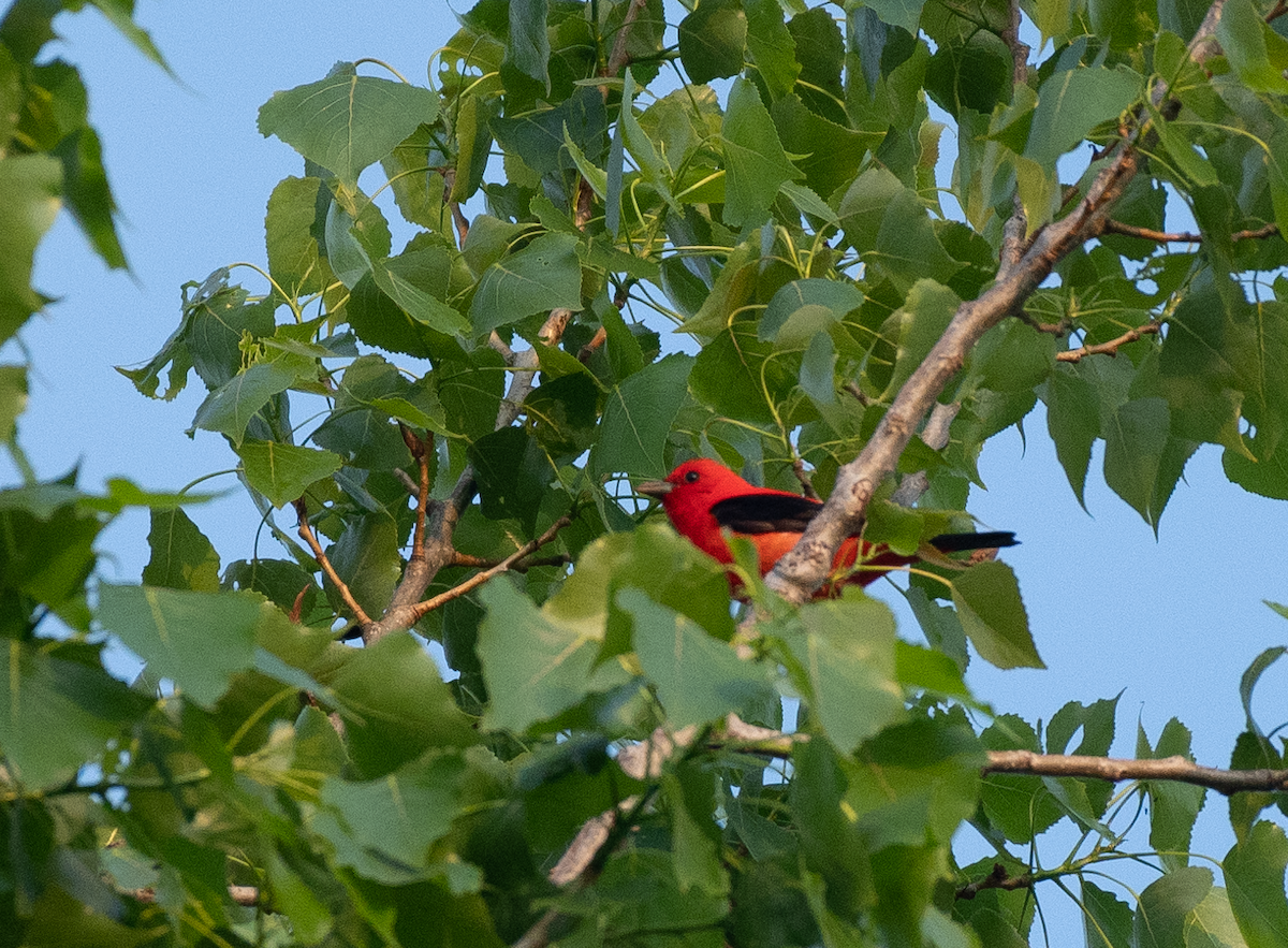Scarlet Tanager - ML451708151