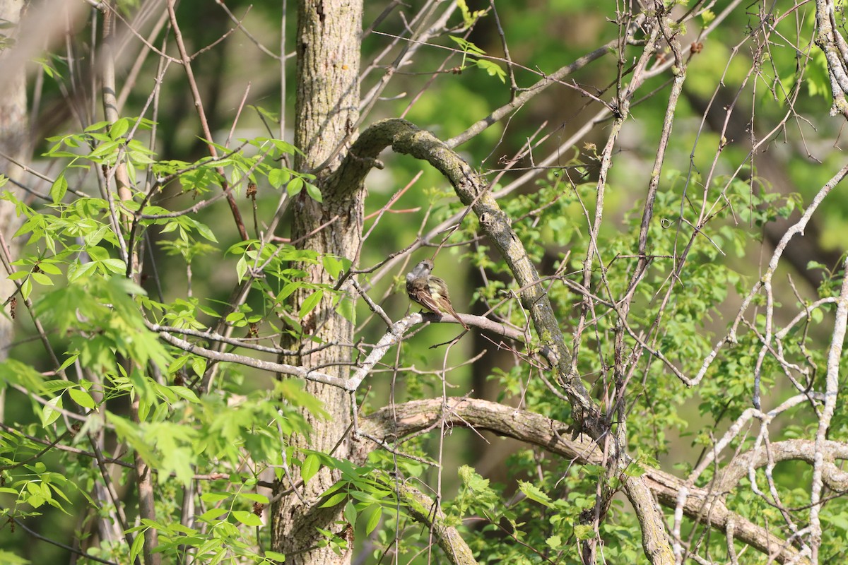 Great Crested Flycatcher - ML451711051