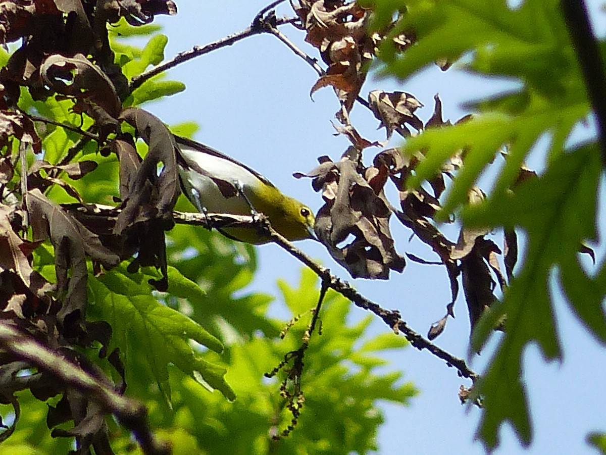 Yellow-throated Vireo - ML451711401