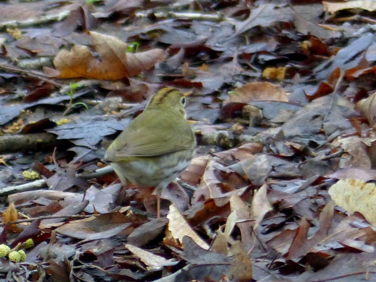 Ovenbird - Ben Jesup