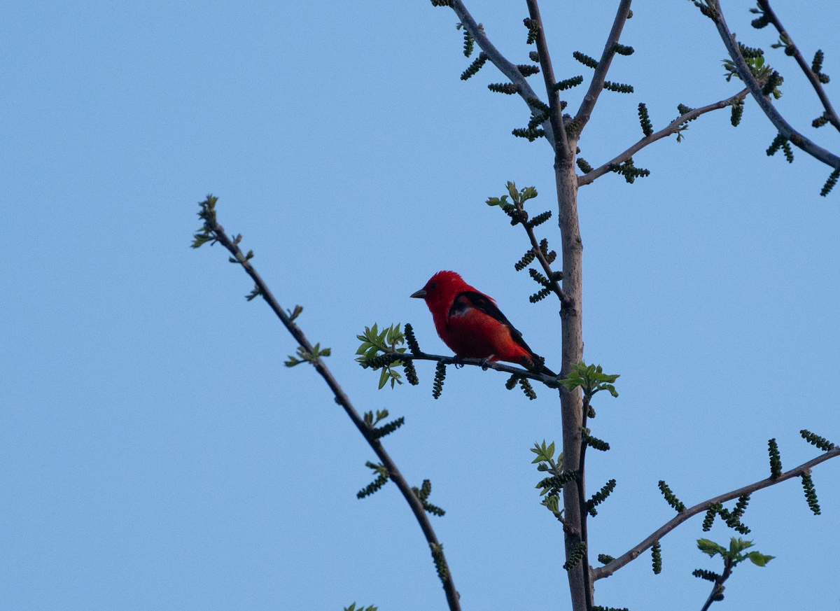 Scarlet Tanager - ML451713651