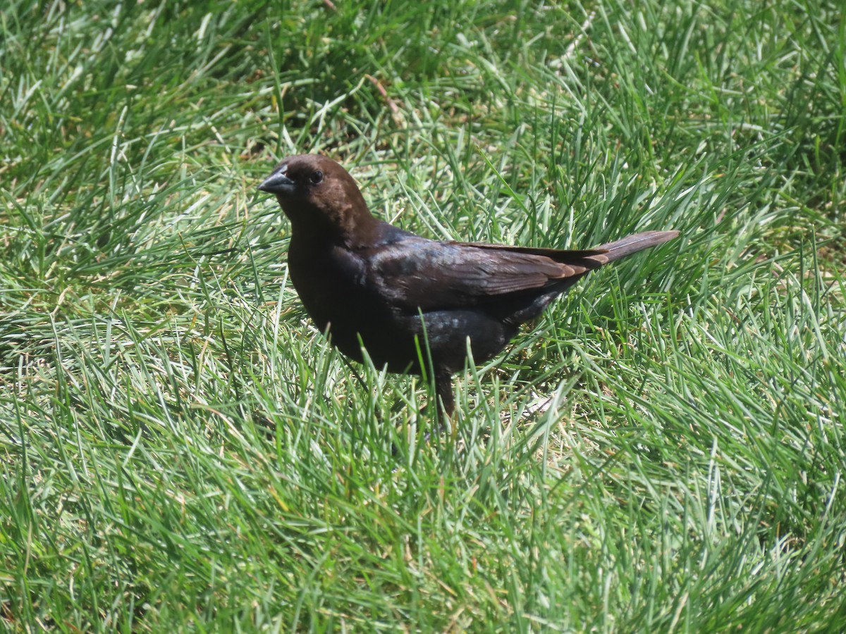 Brown-headed Cowbird - ML451717061