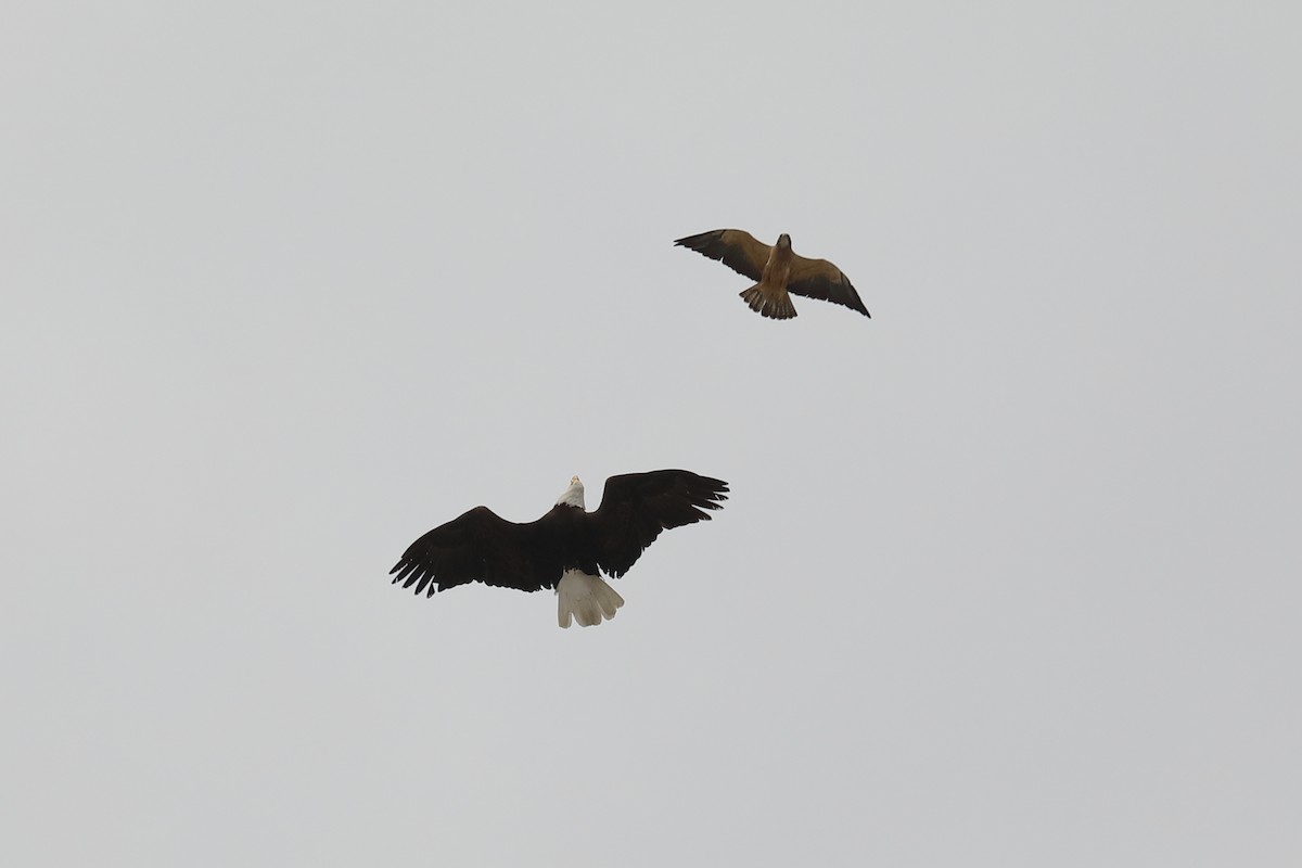 Bald Eagle - ML451717681