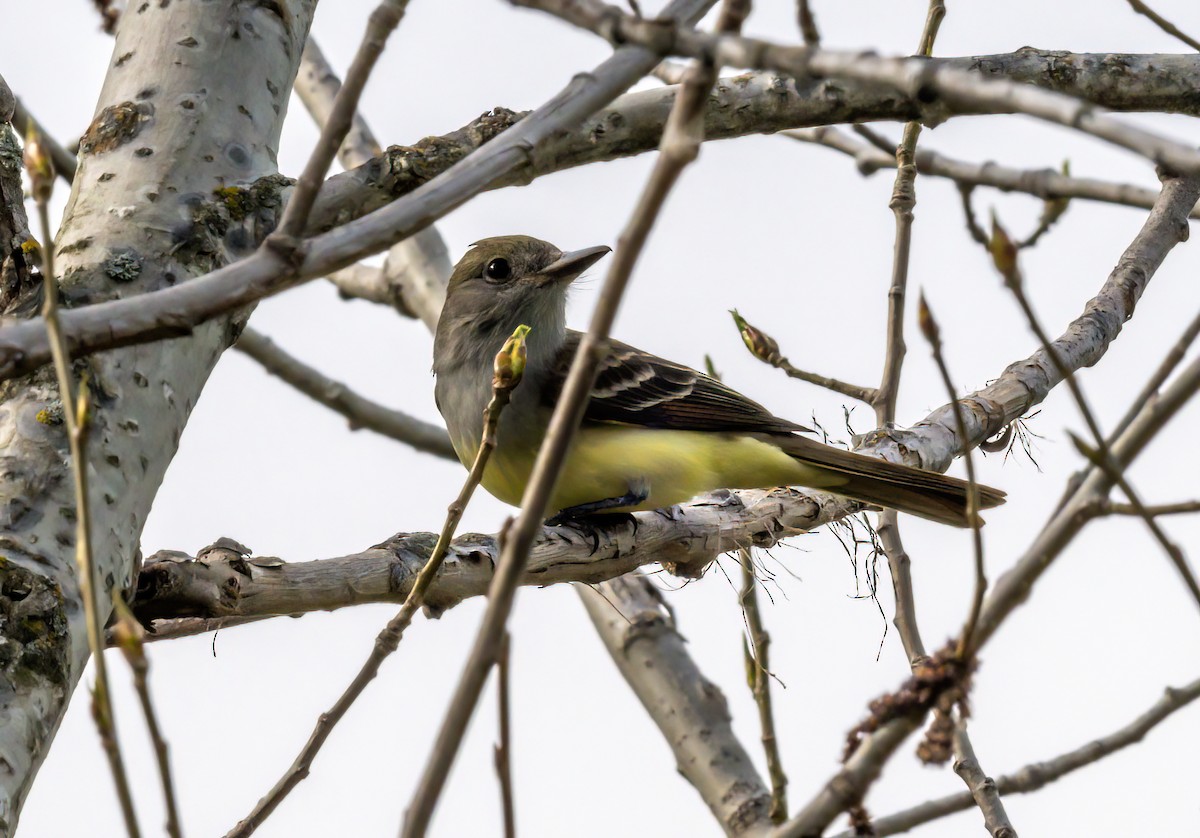 Great Crested Flycatcher - ML451717701
