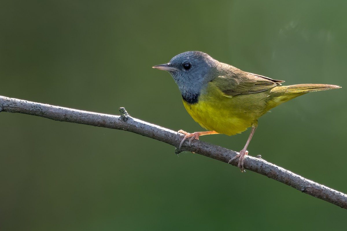 Mourning Warbler - ML451718251