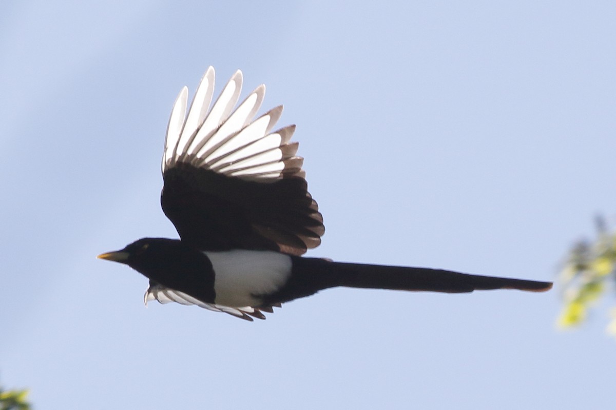 Yellow-billed Magpie - ML451719901