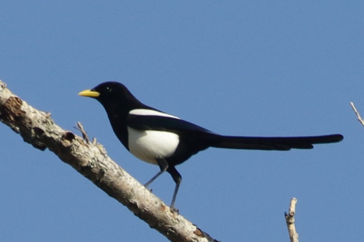 Yellow-billed Magpie - ML451719911