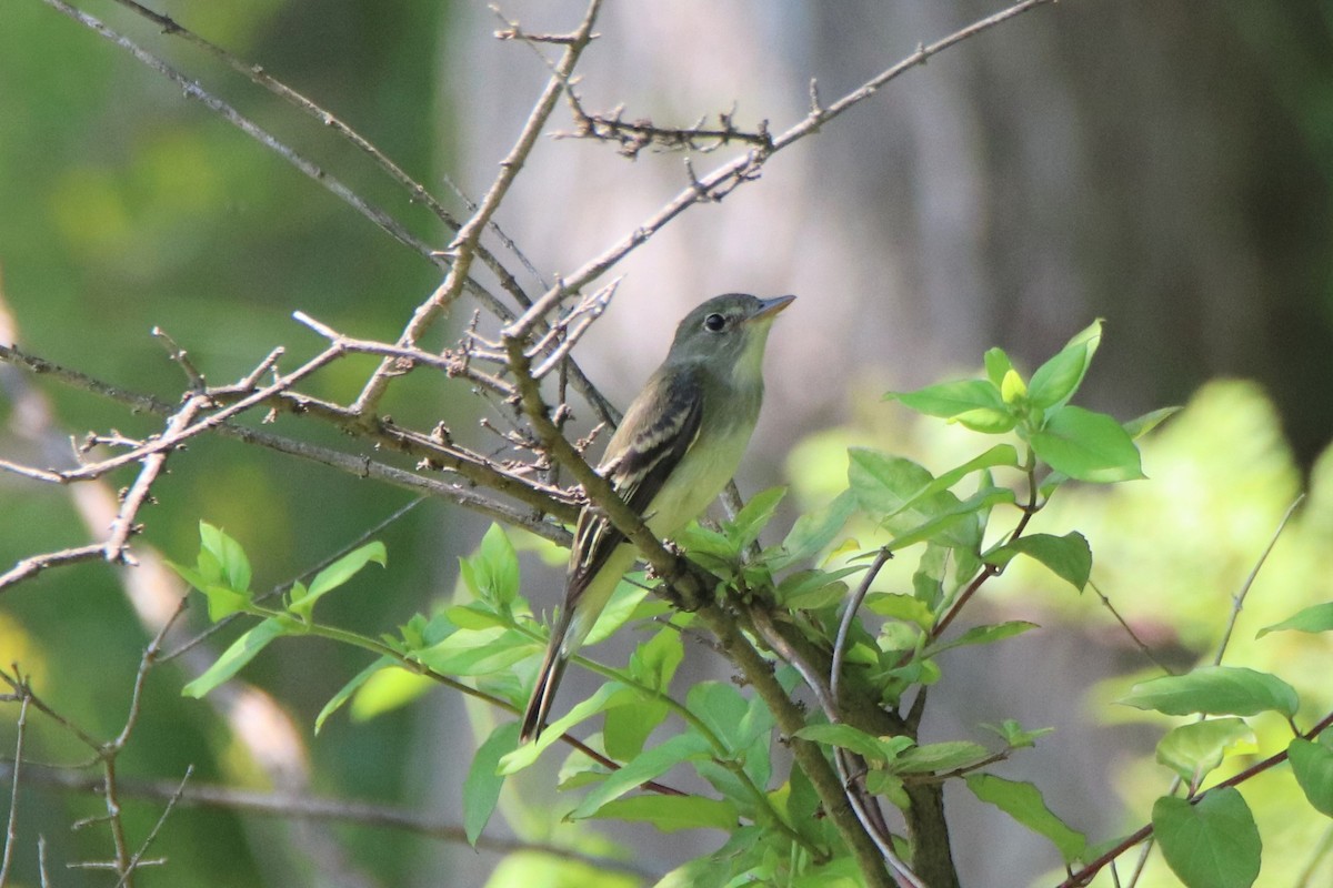 Willow Flycatcher - ML451721951