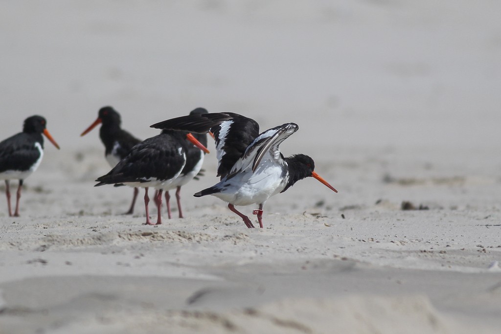 South Island Oystercatcher - ML45172201